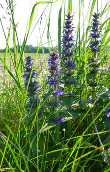 Breitenbrunn, Leithagebirge, Ajuga genevensis