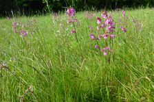 Breitenbrunn, Leithagebirge, Silene nutans & Viscaria vulgaris etc.