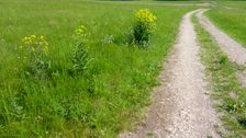 Breitenbrunn, Leithagebirge, Bunias orientalis