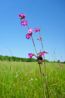 Breitenbrunn, Leithagebirge, Viscaria vulgaris with bumblebee