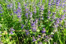 Breitenbrunn, Leithagebirge, Ajuga genevensis