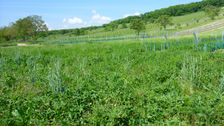 Winden, Leithagebirge, ecologically impoverished landscape after destruction of small sized landscape elements & intensification of land use