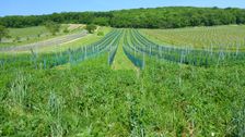 Winden, Leithagebirge, ecologically impoverished landscape after destruction of small sized landscape elements & intensification of land use