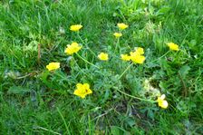 Winden, Ranunculus bulbosus