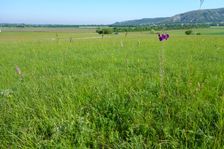 Edge of Airfield Spitzerberg, Verbascum phoeniceum