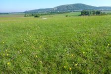 Edge of Airfield Spitzerberg, view to Hundsheimer Berg