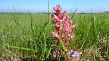 Airfield Spitzerberg, Orobanche sp. & Thymus sp.