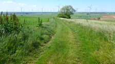 Prellenkirchen, Rumex patientia etc.