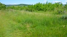 Prellenkirchen, upgrowing trees in former field