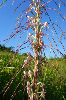 Spitzerberg, Himantoglossum adriaticum