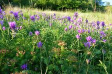 Spitzerberg, Astragalus onobrychis & Euphorbia cyparissias