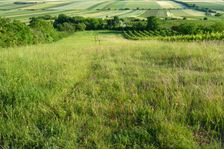 Spitzerberg, Astragalus onobrychis