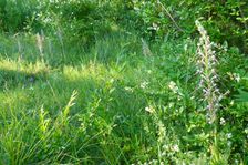 Spitzerberg, Himantoglossum adriaticum & Ligustrum vulgare