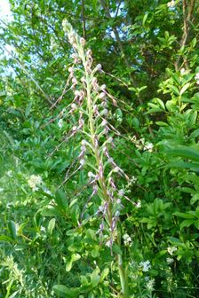 Spitzerberg, Himantoglossum adriaticum