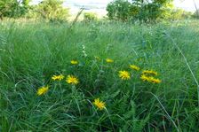 Spitzerberg, Inula hirta, Bromus erectus, Filipendula vulgaris & Vincetoxicum hirundinaria
