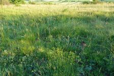 Spitzerberg, vegetation