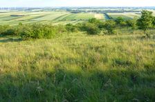 Spitzerberg, Bromus erectus