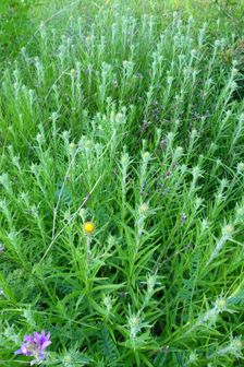Spitzerberg, Inula ensifolia