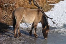 WWF-nature reservation Marchauen, Marchegg, Konik horse