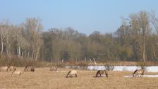 WWF-nature reservation Marchauen, Marchegg, Konik horses