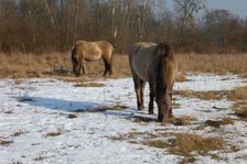 WWF-nature reservation Marchauen, Marchegg, Konik horses