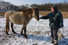 WWF-nature reservation Marchauen, Marchegg, Konik horses