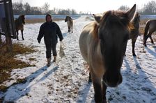 WWF-nature reservation Marchauen, Marchegg, Konik horses