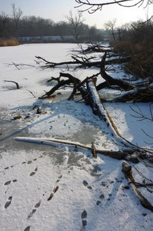 WWF-nature reservation Marchauen, Marchegg