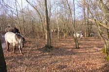 WWF-nature reservation Marchauen, Marchegg, Konik horses