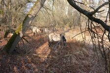 WWF-nature reservation Marchauen, Marchegg, Konik horses