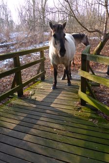 WWF-nature reservation Marchauen, Marchegg, Konik horses