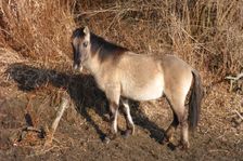 WWF-nature reservation Marchauen, Marchegg, Konik horse