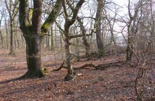 WWF-nature reservation Marchauen, Marchegg