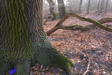 WWF-nature reservation Marchauen, Marchegg, Quercus robur