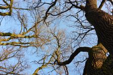 WWF-nature reservation Marchauen, Marchegg, Quercus robur