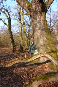 WWF-nature reservation Marchauen, Marchegg, Quercus robur