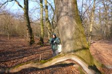 WWF-nature reservation Marchauen, Marchegg, Quercus robur