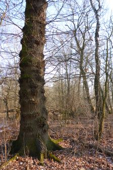 WWF-nature reservation Marchauen, Marchegg