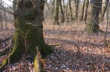 WWF-nature reservation Marchauen, Marchegg, Quercus robur