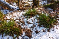 WWF-nature reservation Marchauen, Marchegg, Carex sylvatica, the only very green plant during a cold period