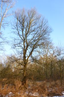 WWF-nature reservation Marchauen, Marchegg