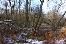 WWF-nature reservation Marchauen, Marchegg