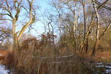 WWF-nature reservation Marchauen, Marchegg