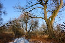 WWF-nature reservation Marchauen, Marchegg