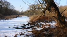 WWF-nature reservation Marchauen, Marchegg