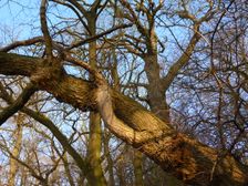 WWF-nature reservation Marchauen, Marchegg