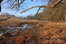 WWF-nature reservation Marchauen, Marchegg