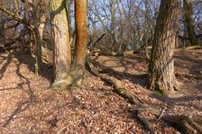 WWF-nature reservation Marchauen, Marchegg