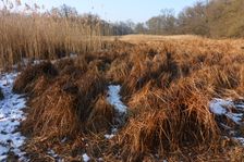 WWF-nature reservation Marchauen, Marchegg, Carex elata & Phragmites australis