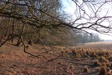 WWF-nature reservation Marchauen, Marchegg